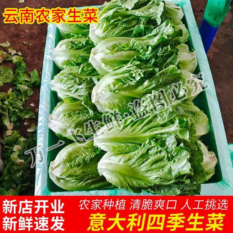云南高原农家自种新鲜意大利生菜基地现摘现发