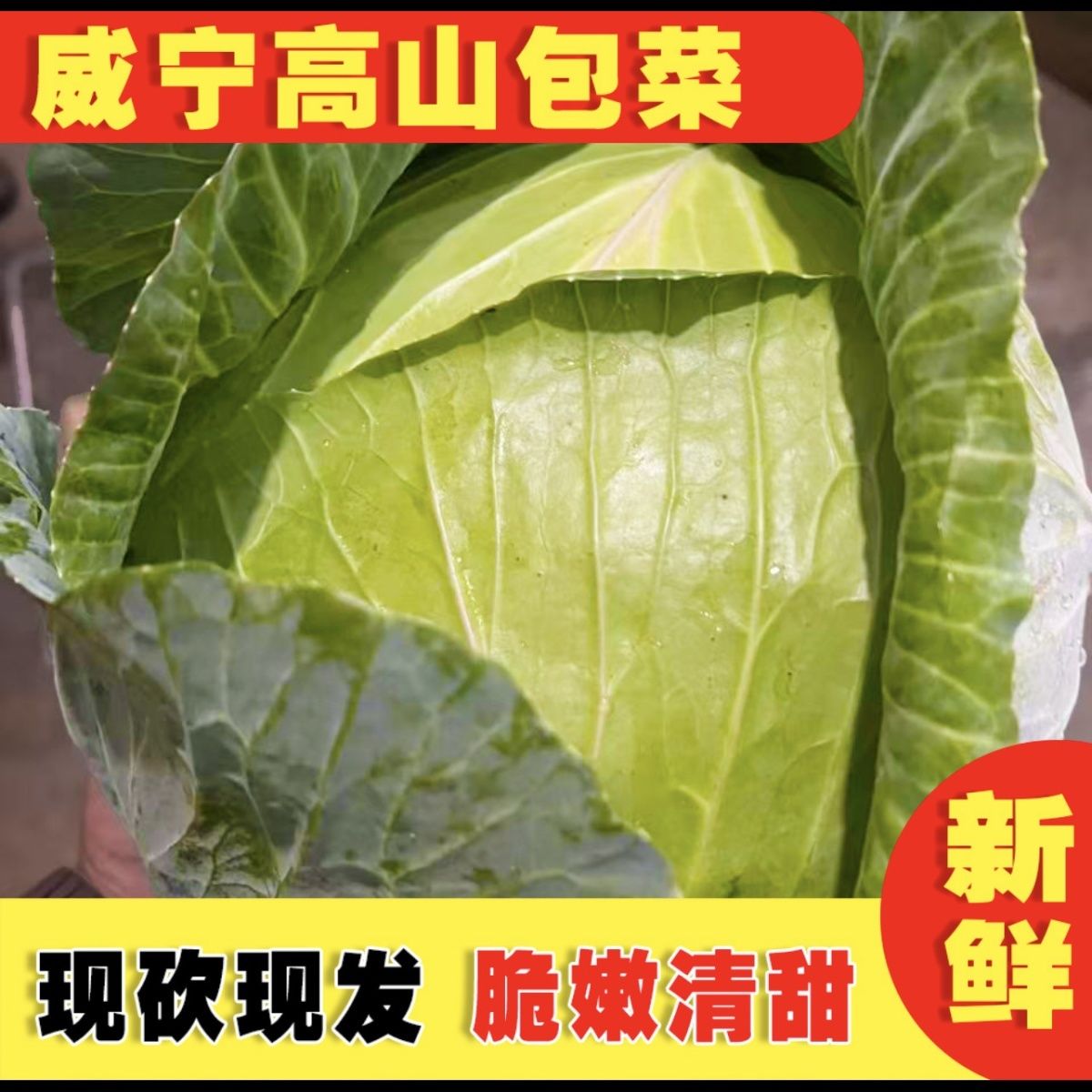 贵州威宁露天扁平莲花白新鲜包菜农家卷心菜高原蔬菜自种现砍现发
