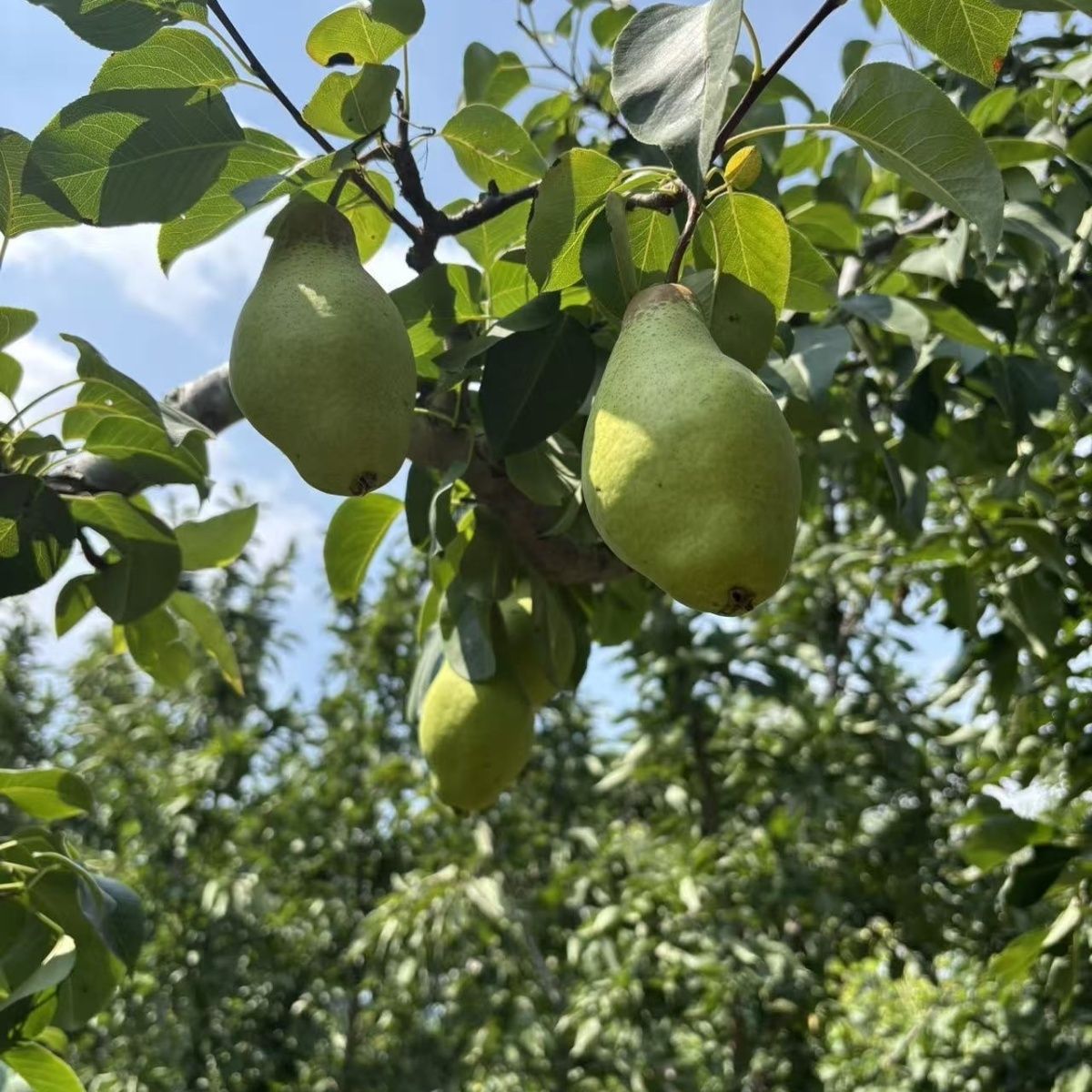 辽宁北镇应季特产茄梨正宗茄梨当季新鲜采摘自然成熟软糯香甜软糯