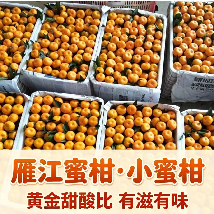【自家种植】正宗四川资阳雁江小蜜柑橘子酸甜无籽当季新鲜水果