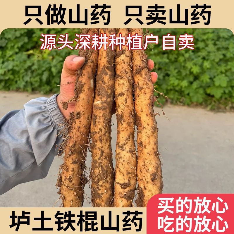 垆土铁棍山药河南焦作温县特产淮山药铁杆怀山药粉糯新鲜山药正宗