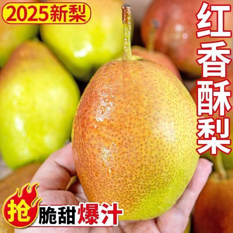 【新果】正宗山西龙居镇红香酥梨当季水果脆甜多汁整箱包邮