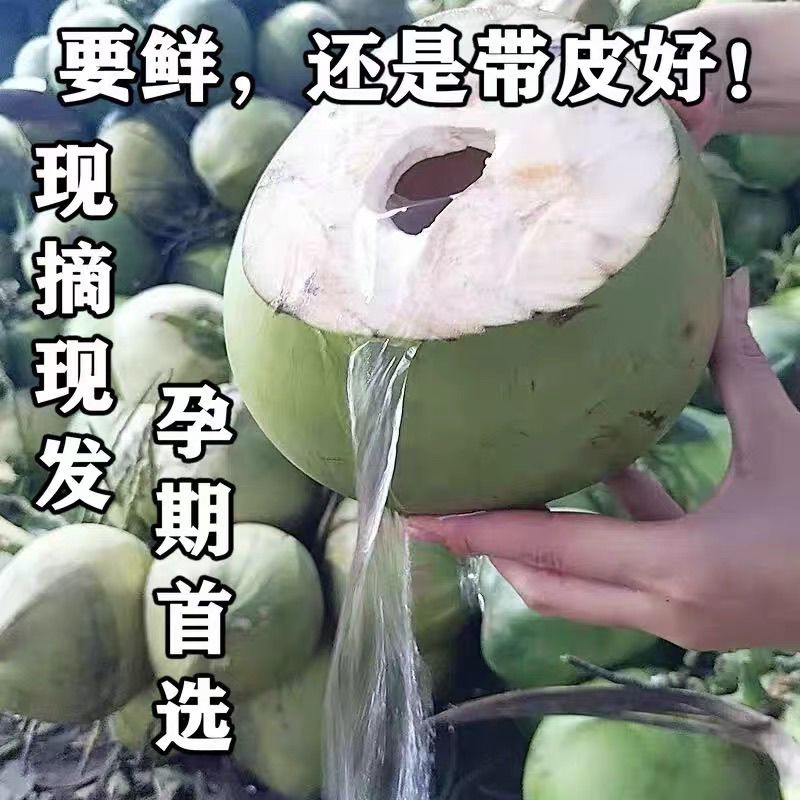 正宗海南文昌东郊巨大款椰子新鲜椰子青椰带皮孕妇青皮椰青直发
