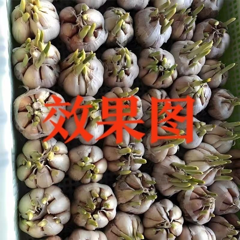 【本地新蒜】发芽大蒜大蒜头山东大蒜紫白皮蒜干蒜批发
