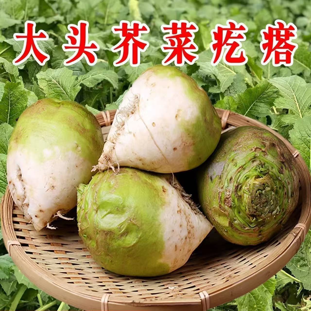新鲜现挖正宗芥菜疙瘩辣菜黄菜大头菜芥菜头腌咸菜酸菜大果便宜