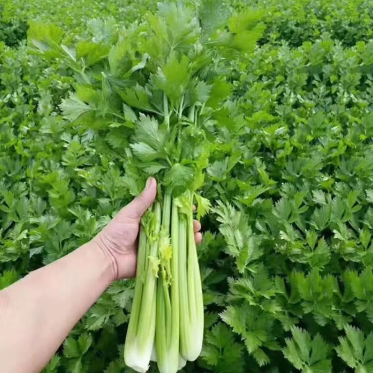现挖芹菜农家露天带叶西芹青菜新鲜蔬菜芹菜批发当季小西芹批发价