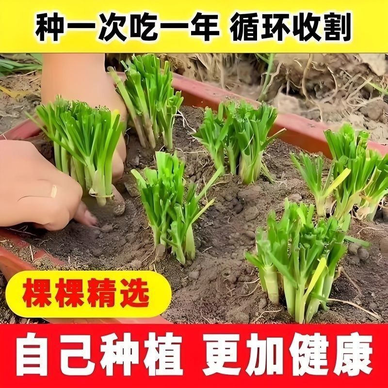 老品种小细叶新鲜韭菜正宗本地韭菜根耐寒阳台