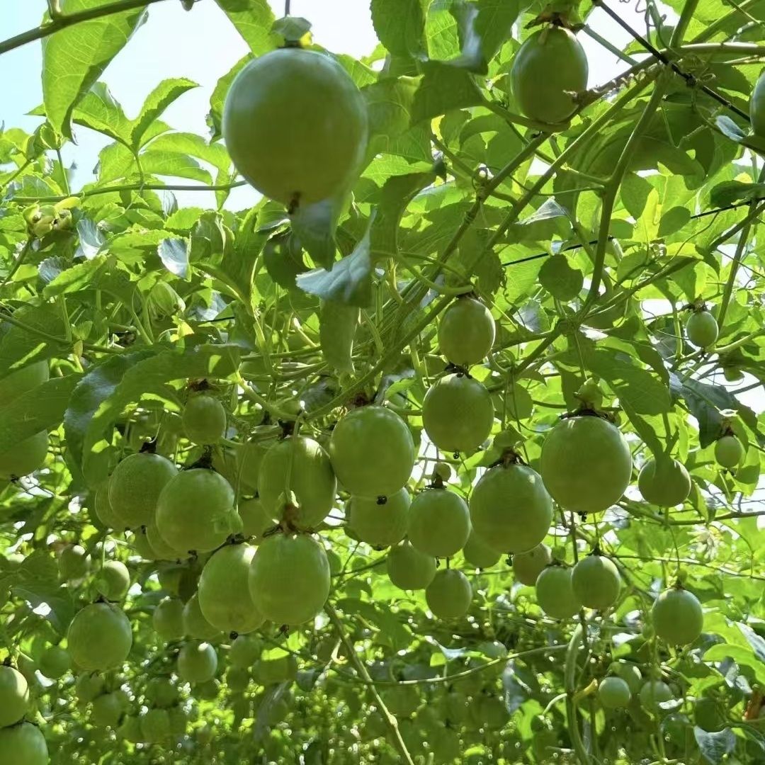 广西荔浦市钦蜜九号黄金百香果纯甜无酸黄皮果整箱十斤装新鲜采摘