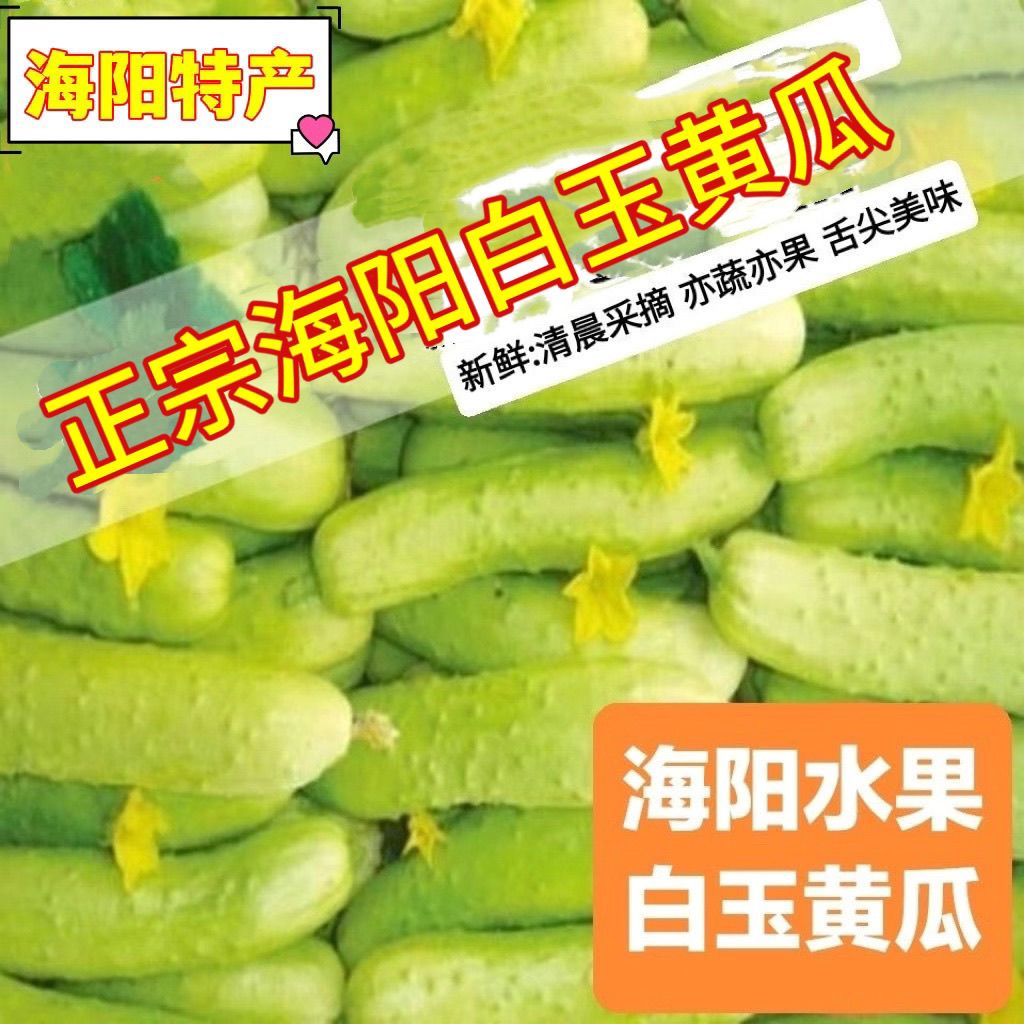 新鲜现摘海阳白玉黄瓜旱地水果黄瓜牛奶黄瓜脆嫩多汁孕妇儿童生吃