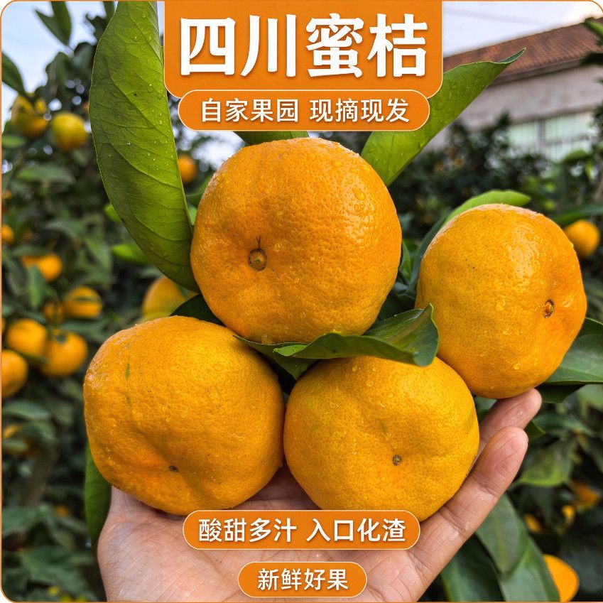 四川蜜桔蜜橘新鲜现摘应季橘子无籽无核酸甜多汁孕妇水果入口化渣