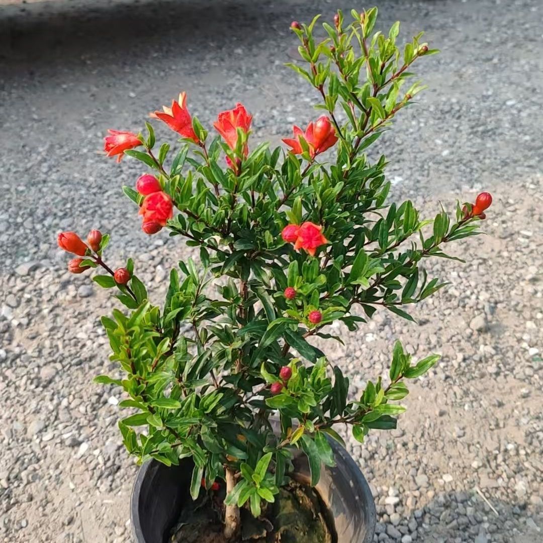 实拍石榴花盆栽石榴观赏盆景造型阳台绿植四季耐寒喜庆植物花卉