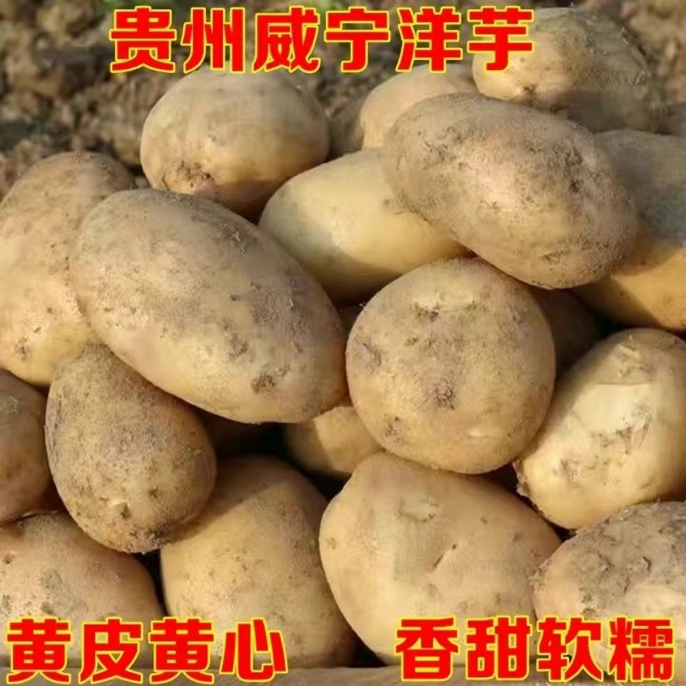 贵州黄心土豆高山洋芋新洋芋嫩洋芋可炒可煮马铃薯高原土豆特惠