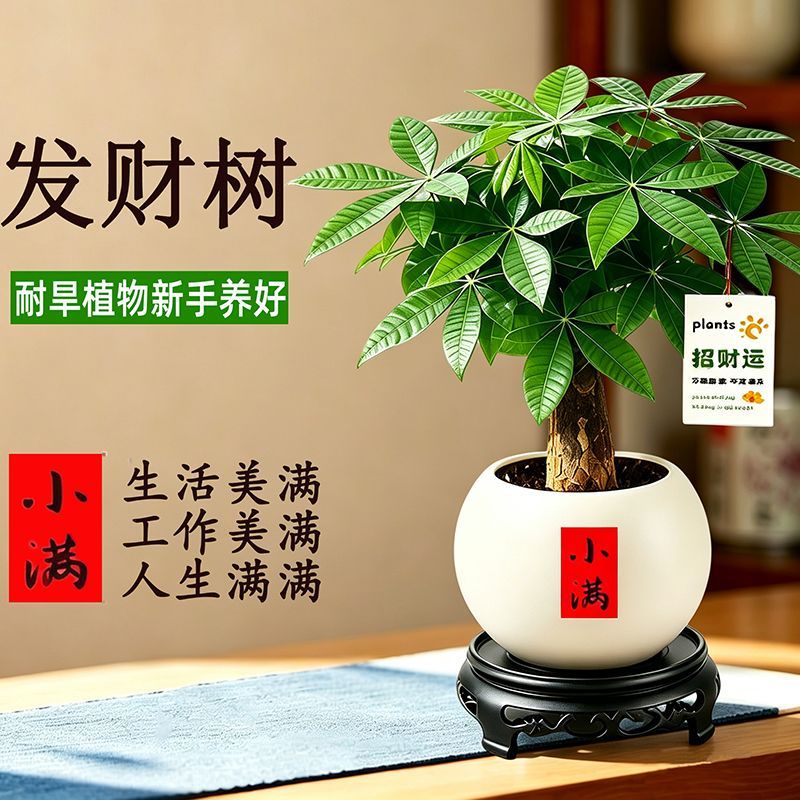 发财树小盆栽室内招财植物摆件中式禅意客厅办公室桌面盆景绿植