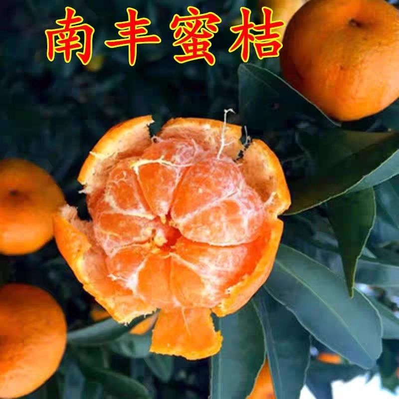 南丰蜜桔柑橘宜昌蜜橘早熟无籽孕妇水果新鲜现摘无核砂糖橘薄皮甜