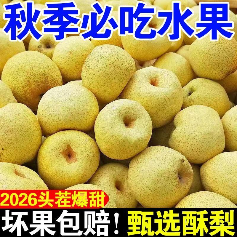 新果】正宗山西贡梨酥梨薄皮脆甜当季水果梨子新鲜雪梨整箱批发价