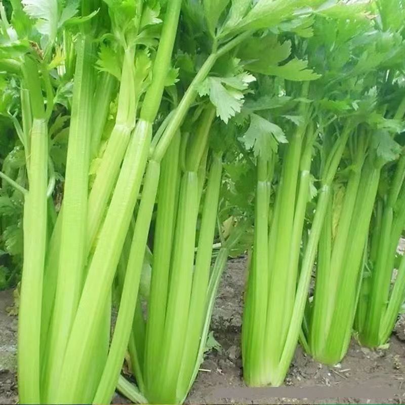 山东芹菜中小棵芹菜精品芹菜当季小西芹现拔新鲜现发现挖芹菜