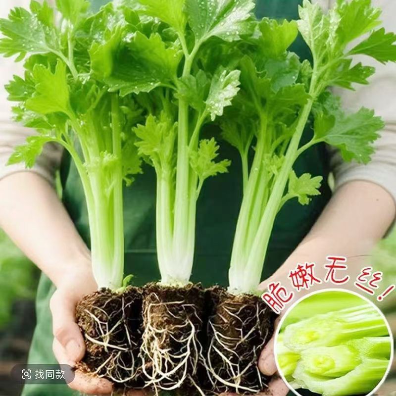 大肉西芹苗小香芹秧苗带土发货根芹苗阳台盆栽夏秋耐寒蔬菜苗种子
