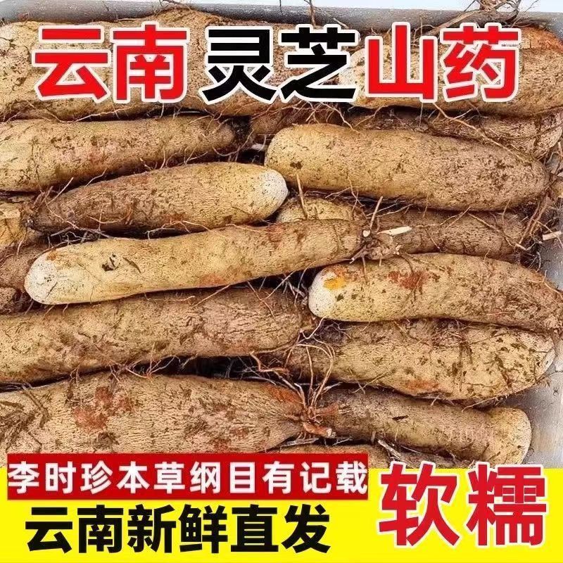 云南灵芝山葯发货煲汤火锅当季农家自种云南新鲜软糯面香新鲜山药