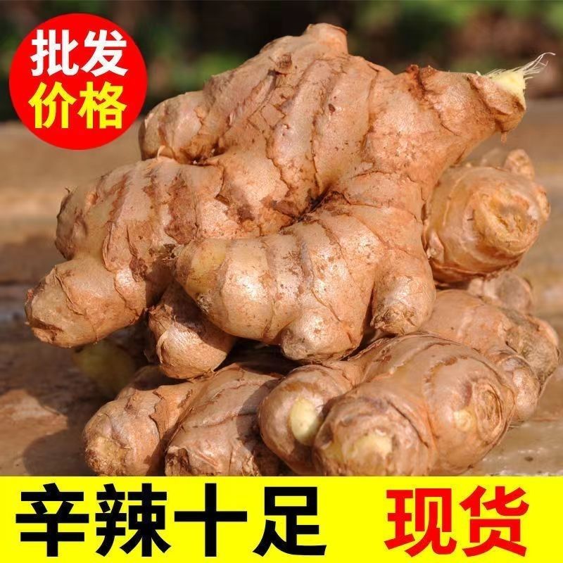 四川老姜现挖发货黄姜生姜月子姜香辣多丝调味新姜包邮