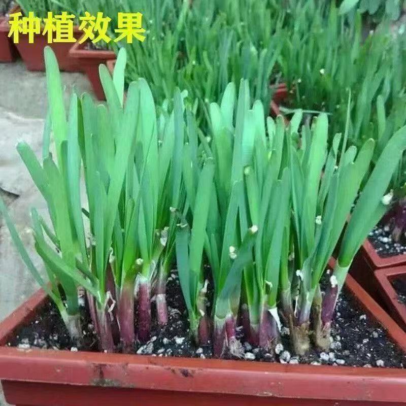 韭菜根紫根韭菜根苗宽叶红根韭菜根室内阳台盆栽正品四季蔬菜苗