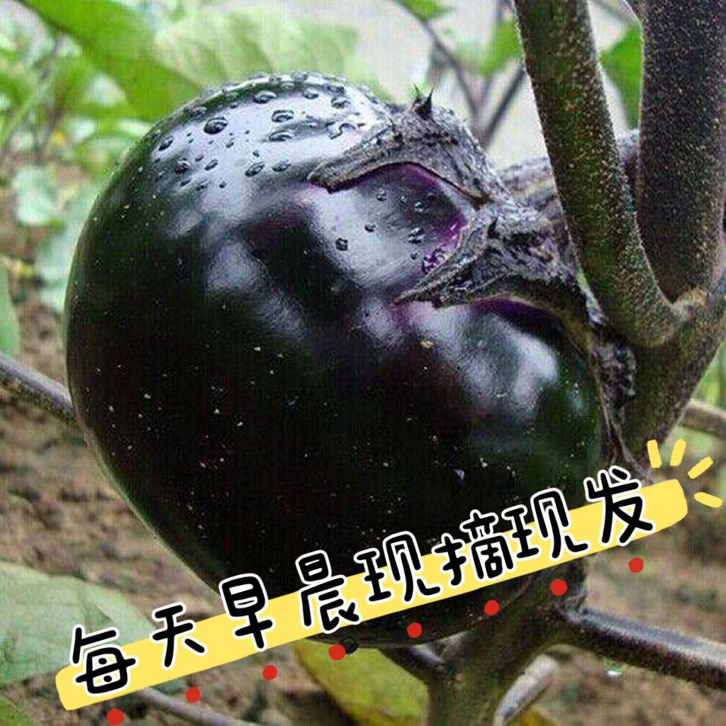 云南紫皮茄子紫色紫衣时令圆形圆茄子新鲜当季蔬菜茄香味浓自然熟
