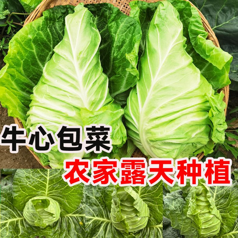 【新鲜】四川牛心包菜甘蓝农家自种新鲜蔬菜鸡心白大小随机