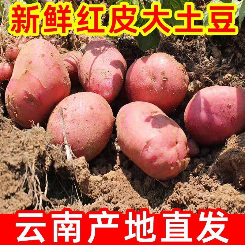 【新上市】云南红皮土豆正宗粉糯黄心洋芋批发新鲜蔬菜现挖马铃薯
