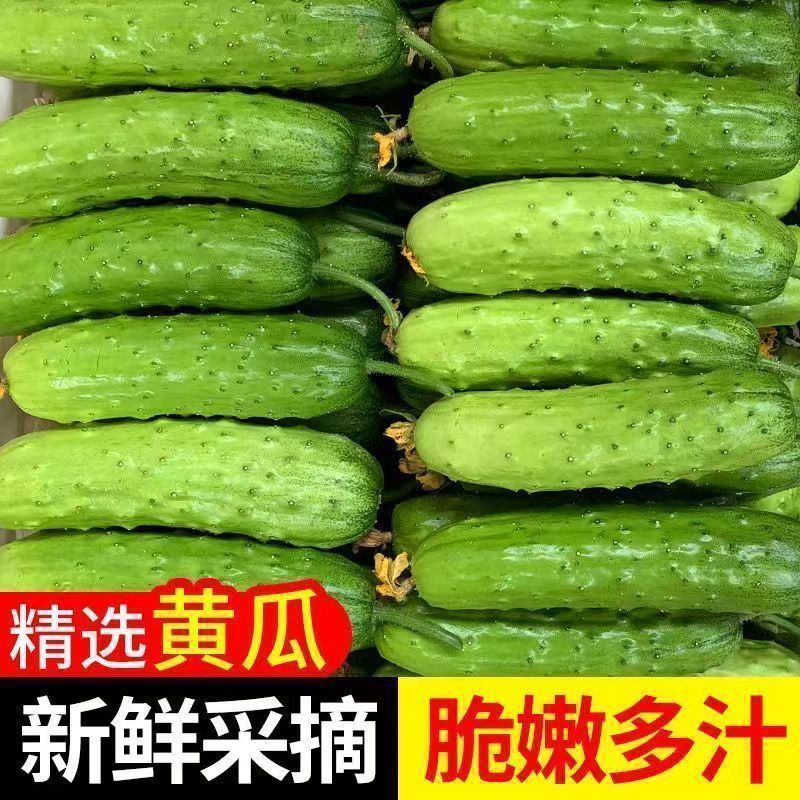 东北旱黄瓜 当季特产 现摘现发 包邮