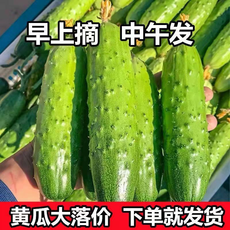 东北水果黄瓜新鲜生吃当季旱黄瓜小黄瓜多多买菜入口新鲜蔬菜现摘