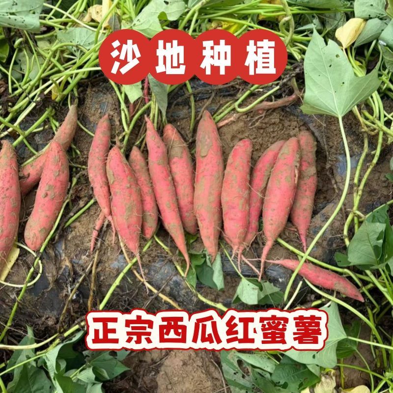正宗沙地西瓜红蜜薯现挖新鲜红心红薯可蒸烤番薯粗粮水果无丝地瓜