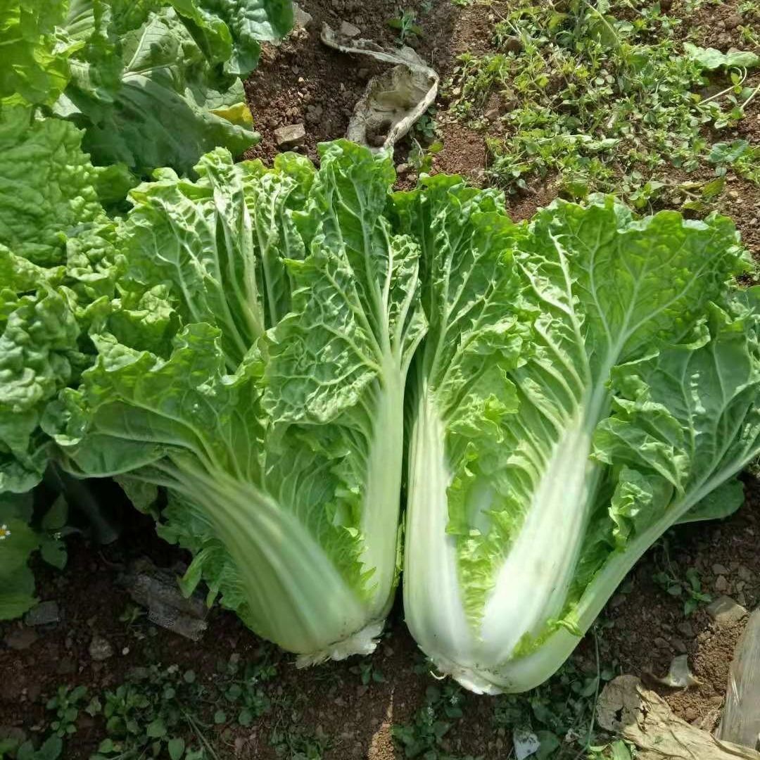 贵州农家露天种植麻叶白菜菜青麻白菜皱叶火锅菜蔬菜绿帮