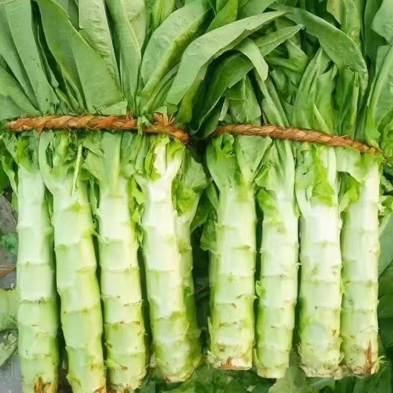 山东新鲜莴笋红青叶莴苣莴苣农家自种高山莴笋青笋蔬菜莴苣生菜