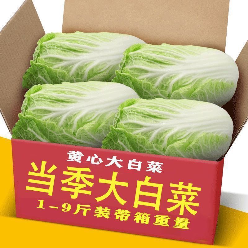 东北白菜当季正宗新鲜白菜农家自种现摘蔬菜火锅大白菜黄白菜