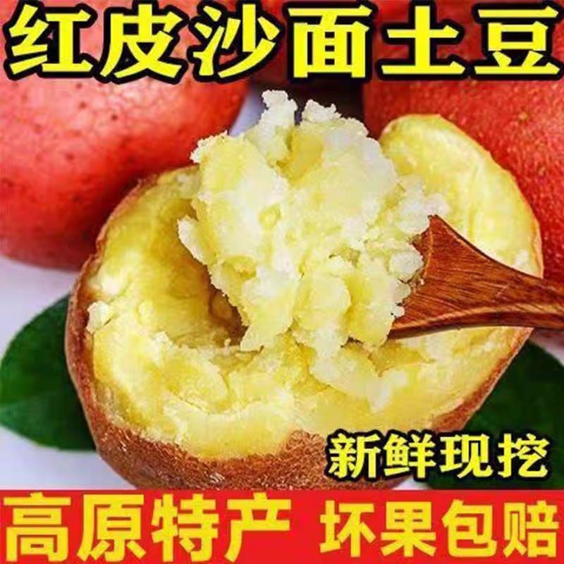 甘肃定西红皮土豆2026现挖马铃薯粉糯黄心洋芋新鲜蔬菜批发青薯9