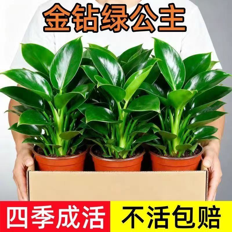 金钻大叶金绿植甲醛公主培土花卉盆栽室内办公室客厅四季常青大叶