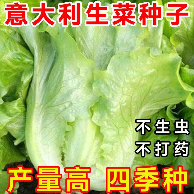 四季脆甜玻璃生菜种籽生菜意大利生菜种阳台庭院大棚基地生菜种子