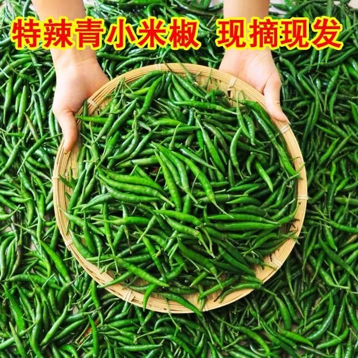 青米椒新鲜小米辣椒指天椒朝天椒现摘蔬菜现发泡椒超辣特辣尖椒
