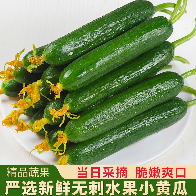 现摘现发寿光水果黄瓜脆嫩爽口水果小黄瓜生吃整箱新鲜正宗水果
