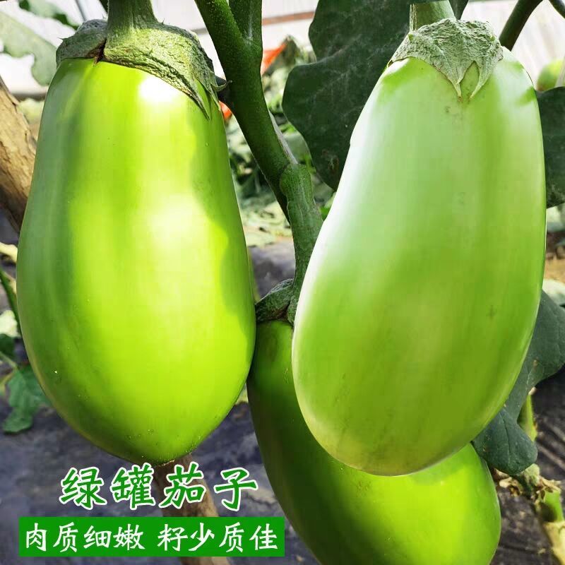 新鲜茄子农家自种青茄子新鲜疏菜现摘现发绿皮青茄子批发当季蔬菜