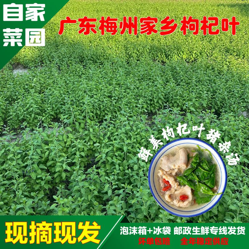 【每天鲜摘】广东新鲜枸杞子叶当季带枝发货煲汤炒菜凉拌商用批发