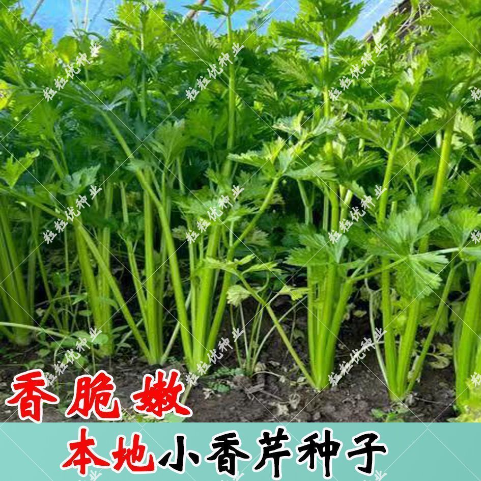 正宗农家土香芹种子本地小香芹种籽四季小香芹菜种子特香一年四季