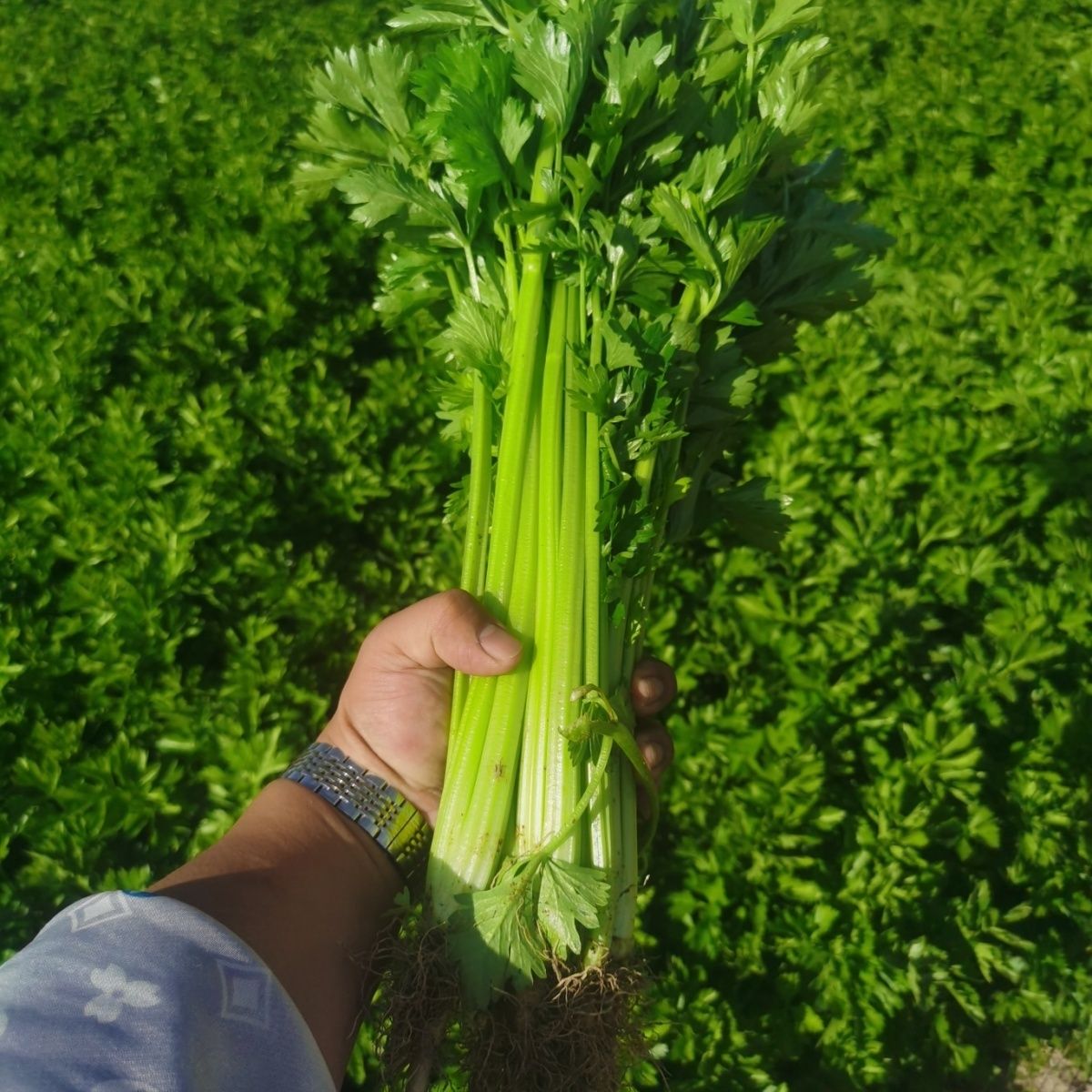 (商超严选)现挖甘肃高原芹菜农家露天带叶新鲜蔬菜青菜榨汁芹菜