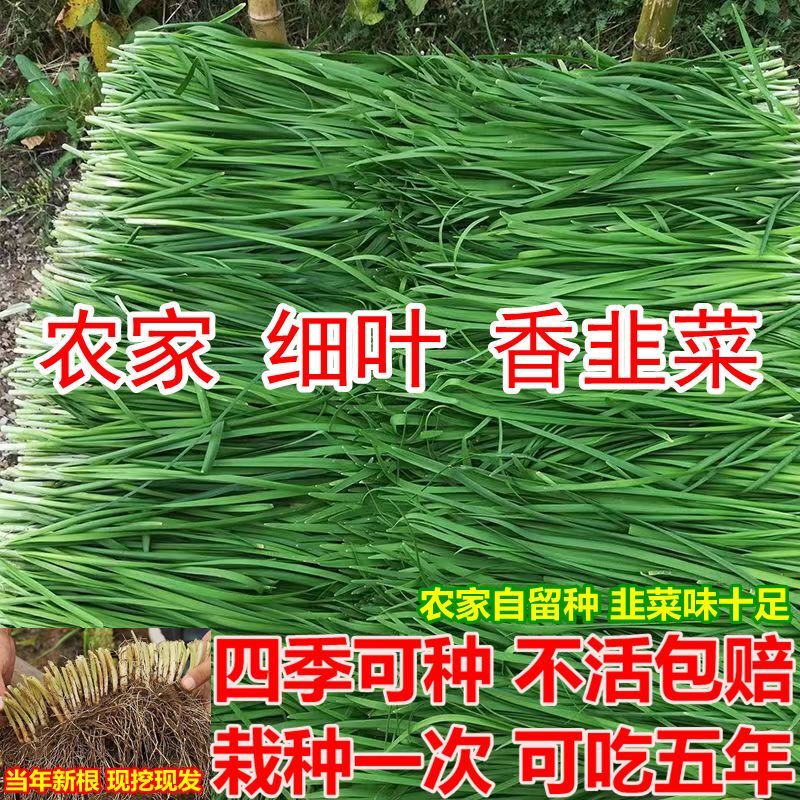 四季韭菜根细叶香韭菜苗宽叶韭菜苗现挖现发庭院阳台盆栽冬季耐寒