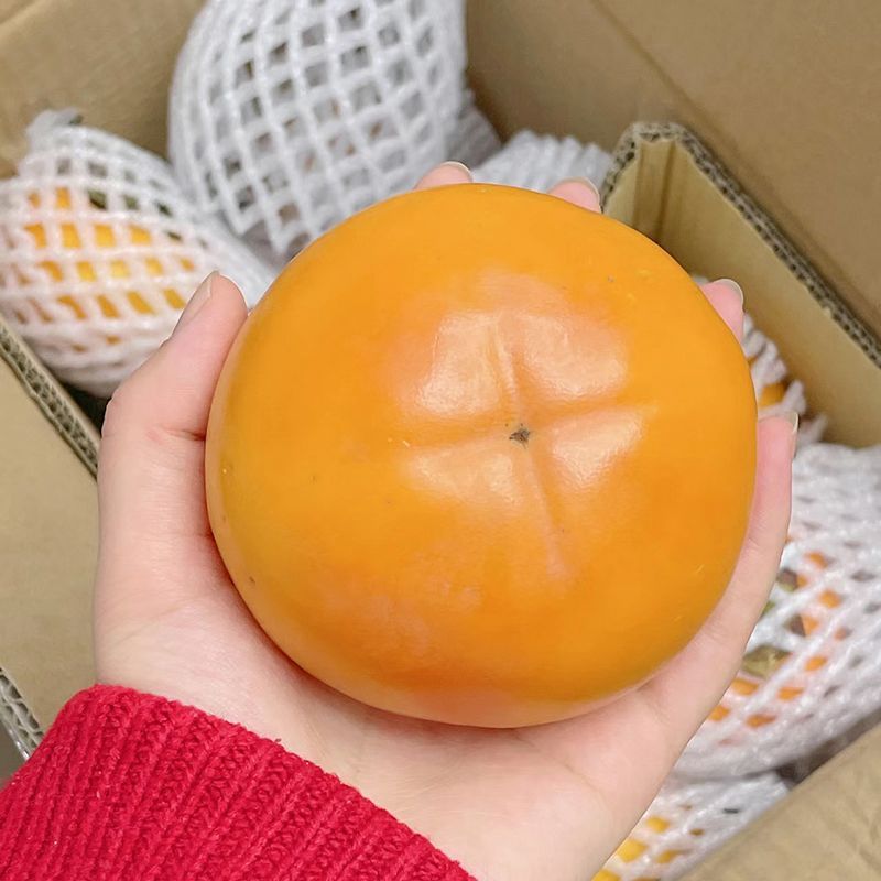 【超大果】正宗阳丰巧克力脆柿子新鲜水果应季糖心脆柿硬柿子甜柿