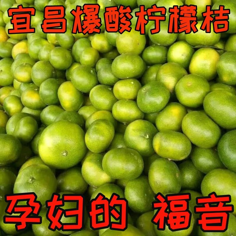 宜昌青皮桔子橘子薄皮蜜橘柑橘当季应季孕妇水果批发青皮橘子