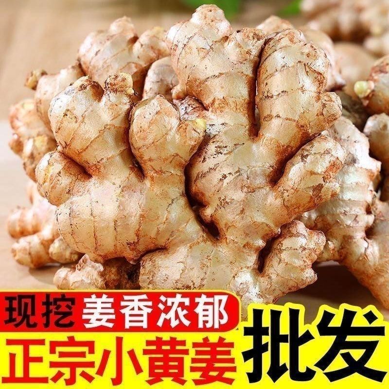 正宗云南黄姜老姜新鲜生姜现挖农家小黄姜月子姜整箱发货黄肉姜