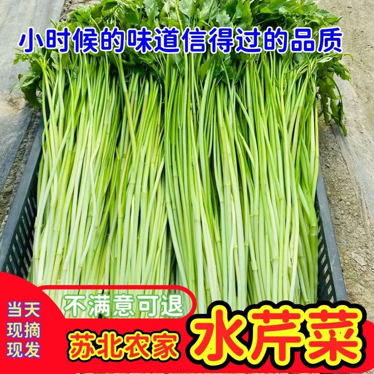 助农苏北沭阳当季头茬野生水芹新鲜小叶水芹芹菜当天现摘农家直发
