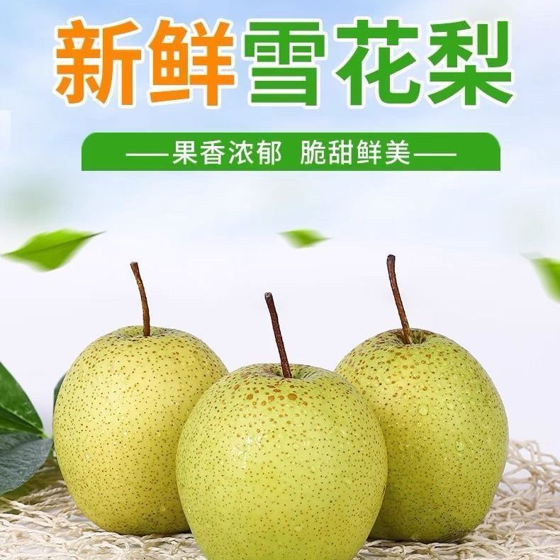 山西正宗雪梨新鲜雪花梨5斤冰糖梨子批发整箱果园直发水果青皮梨