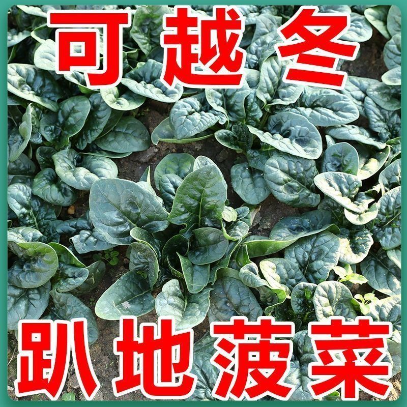 【趴地菠菜种子】老品种红根圆叶耐寒冬四季蔬菜大全芽苗菜