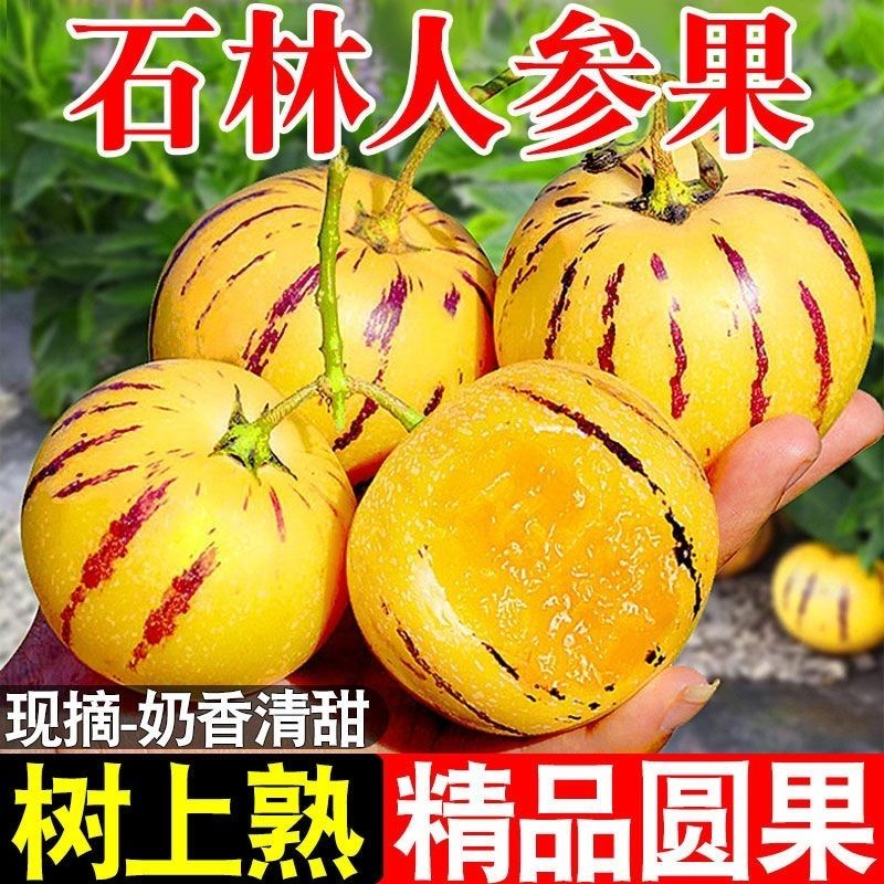 【5斤宝宝果】林人参果树上熟黄肉圆果应季新鲜低糖水果整箱大果